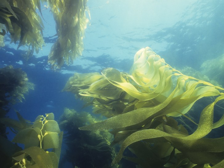Giant Green Kelp Forest