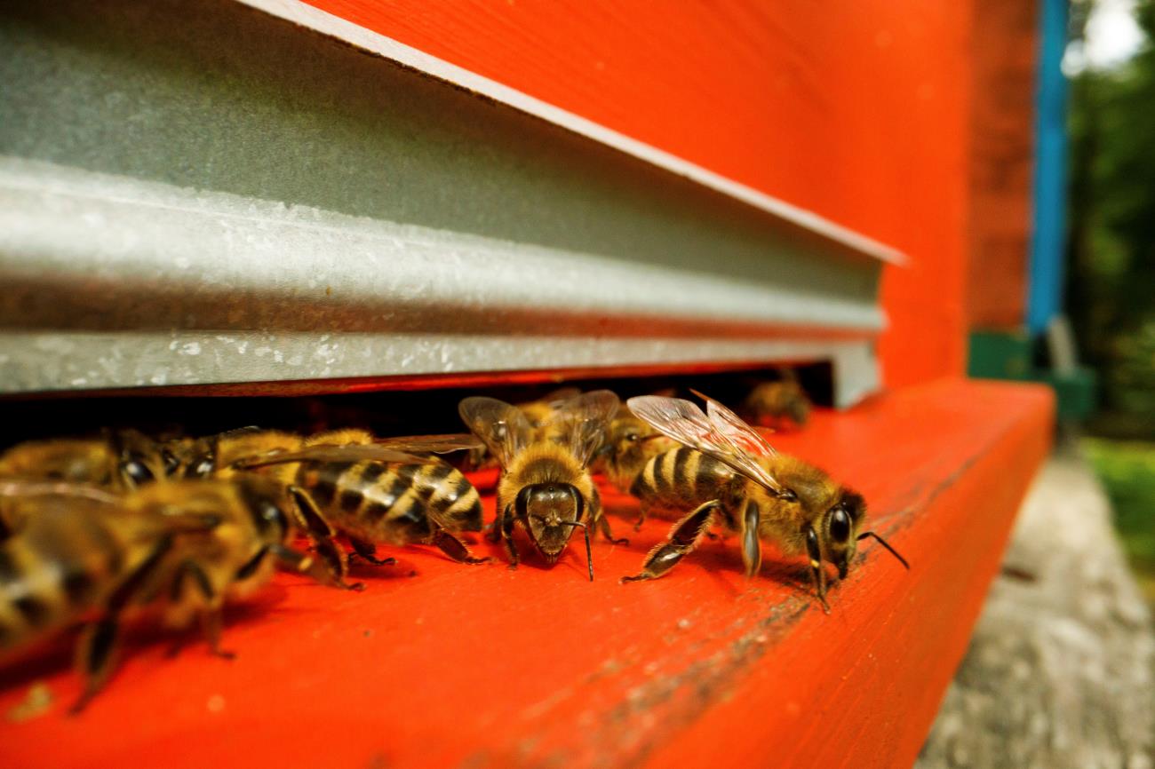 Bees are seen in front of a hive in 