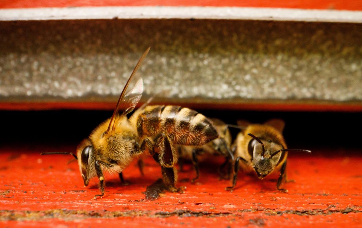 Bees are seen in front of a hive <p>40万左右买什么车好</p>in 